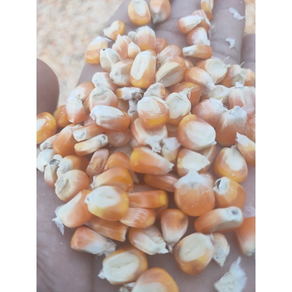 jagung pipil kering Ka 17% Gorontalo