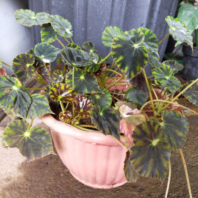 Begonia macan
