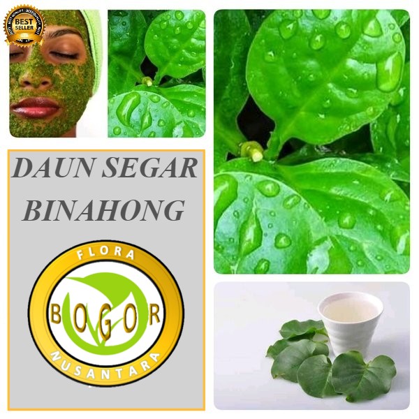 

DAUN BINAHONG SEGAR 250 GRAM