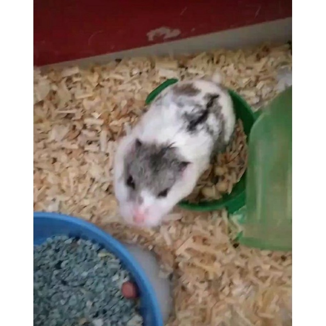 Sepasang Hamster Campbell