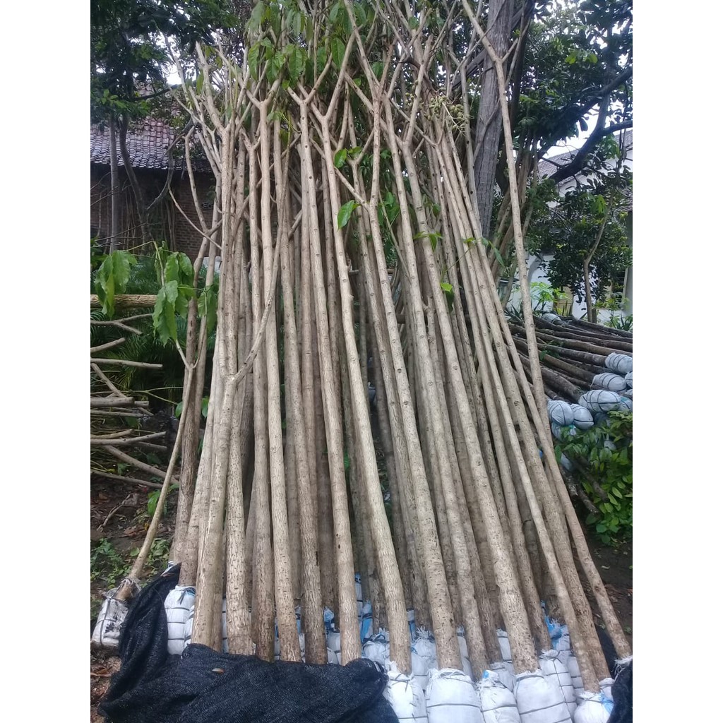 Bibit Bunga Tabebuya Pink 1 Meter