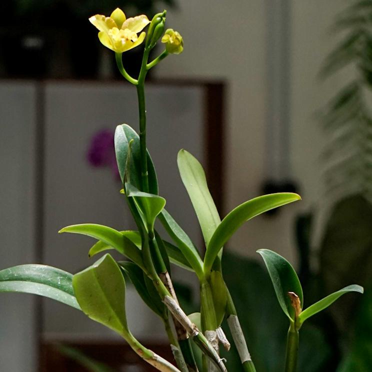 Anggrek Cattleya-Cattleya Little Fairy-Tanaman Anggrek