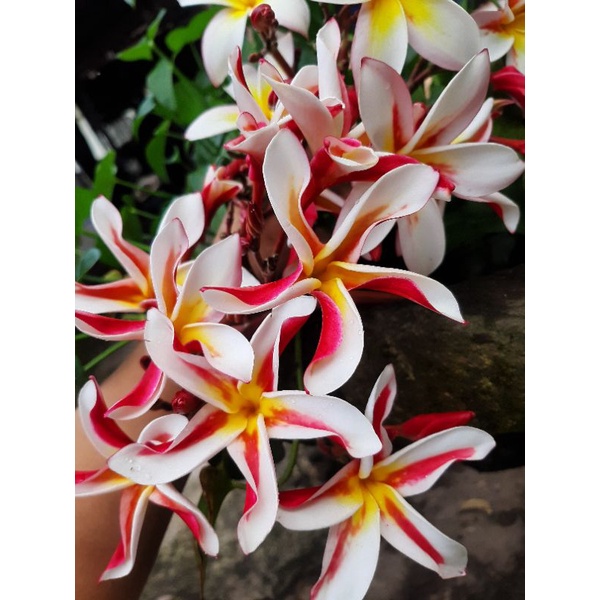 plumeria/jepun/kamboja madam pony bahan stek