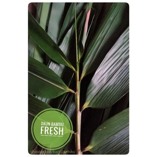 

Daun Bambu - Daun Bambu Bacang - Daun Bambu Bakcang (1 ikat 30 lembar)