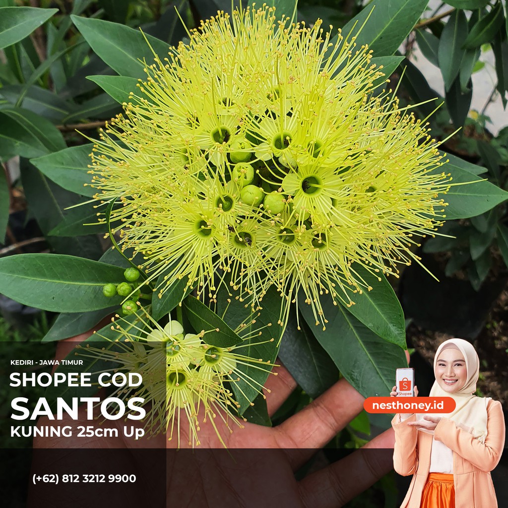 Santos Lemon Kuning 40 cm Up / Xantos / Xanthostemon / Bunga Vegetasi Lebah Klanceng Kelulut Trigona