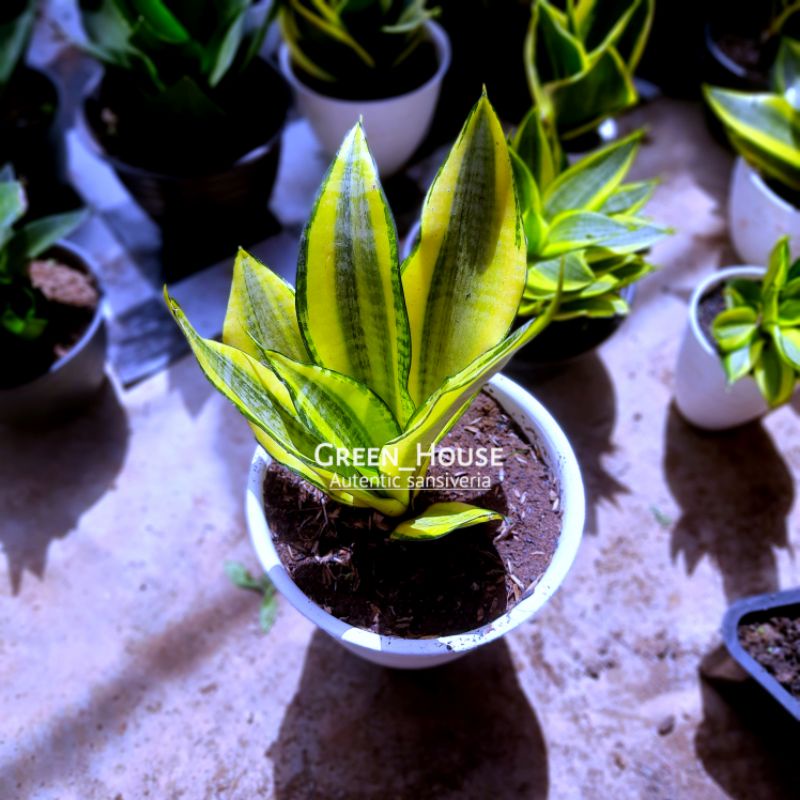 sansivera golden asahi dewasa super murah