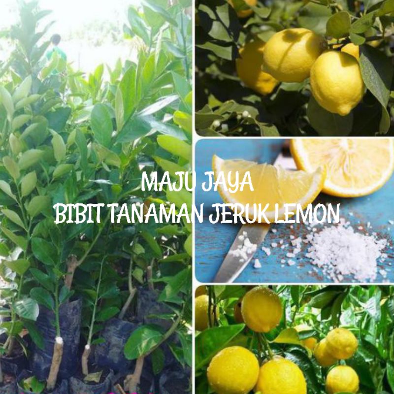 BIBIT JERUK LEMON JUMBO