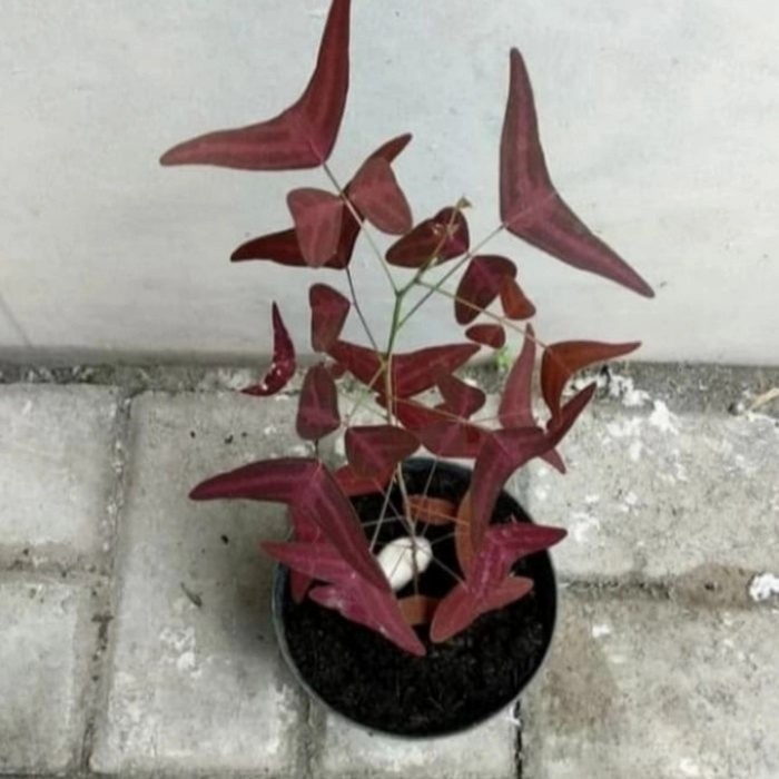 Pohon Kupu Kupu Batik /Oxalis Merah Tanaman Hias Kupu Kupu Batik Merah
