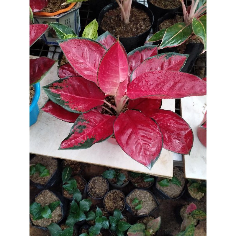 JUAL TANAMAN AGLAONEMA SUKSOM JAIPONG//SUKSOM