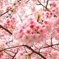 Benih Bibit Biji - Bunga Sakura (Japanese Cherry Blossoms) Flower Seeds - IMPORT JAPAN