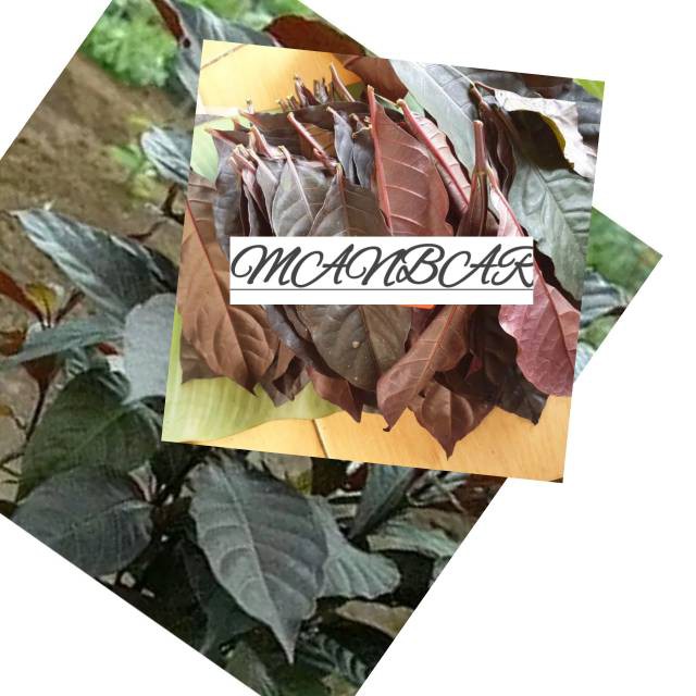 

terabaru MANBAR- daun handelem fresh daun ungu segar segar