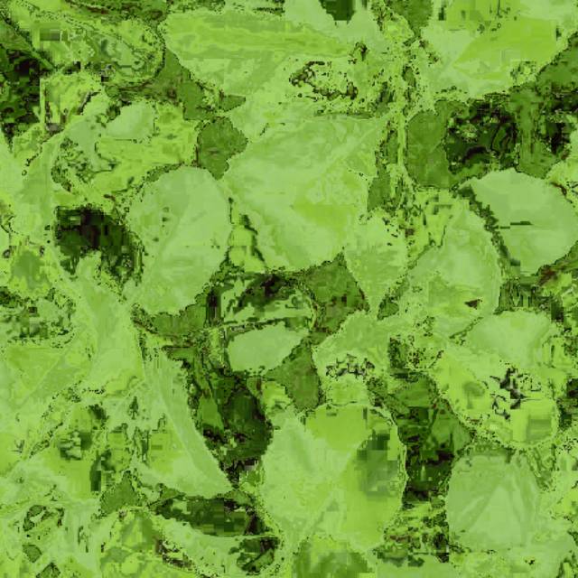Daun beluntas