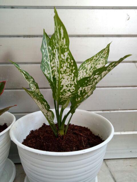 Tanaman Hias Murah 4 Aglonema/paket Aglaonema Hemat Aglo Donacarmen Lipstick Snow White Rotundum