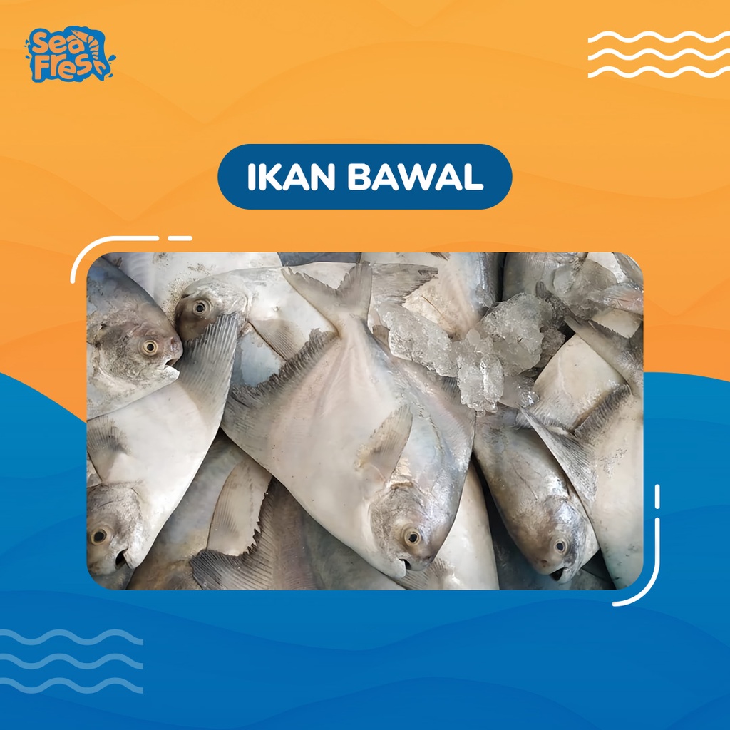 

Ikan Bawal 1 Kg