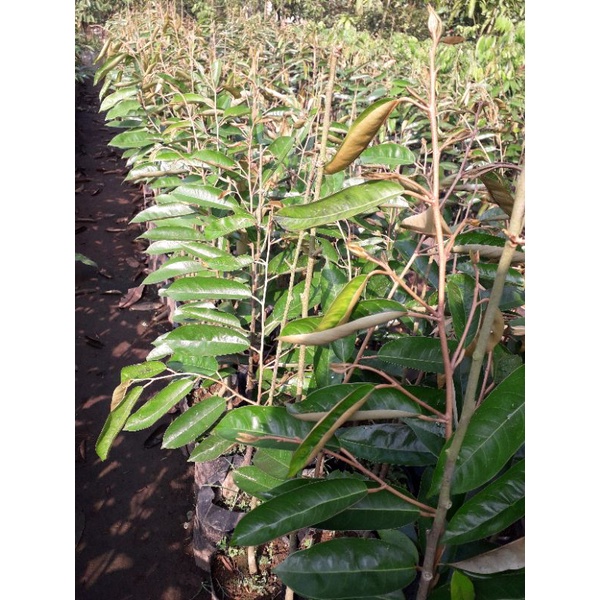 Bibit Durian Super Tembaga