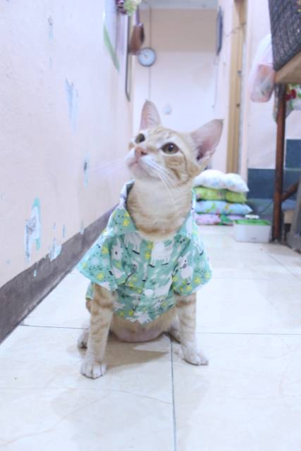 Kemeja hijau motif kambing lucu untuk kucing dan anjing / baju kucing murah size S M L XL