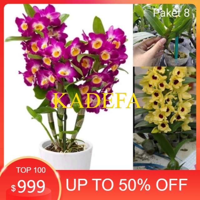 Paket 2 anggrek dendrobium nobile remaja ungu dan seedling kuning