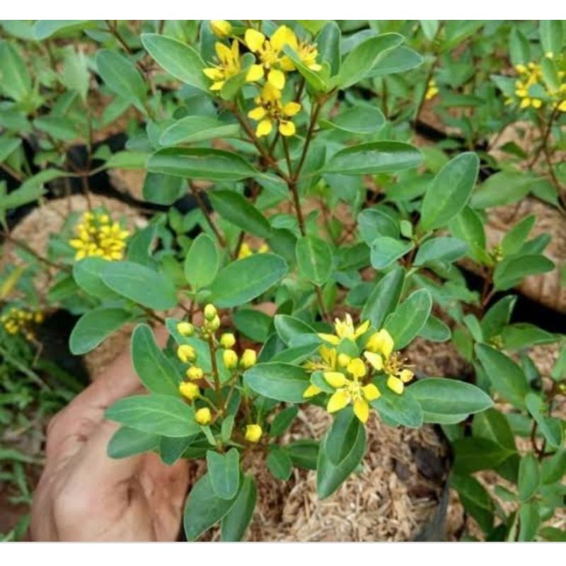 

bunga hujan mas besar