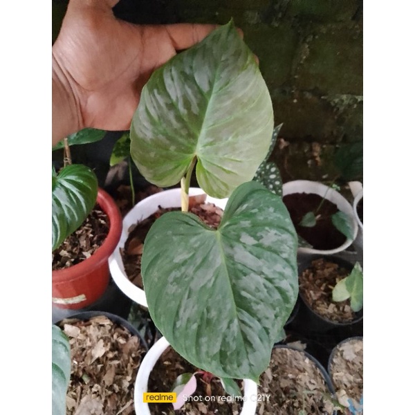 philodendron majestic