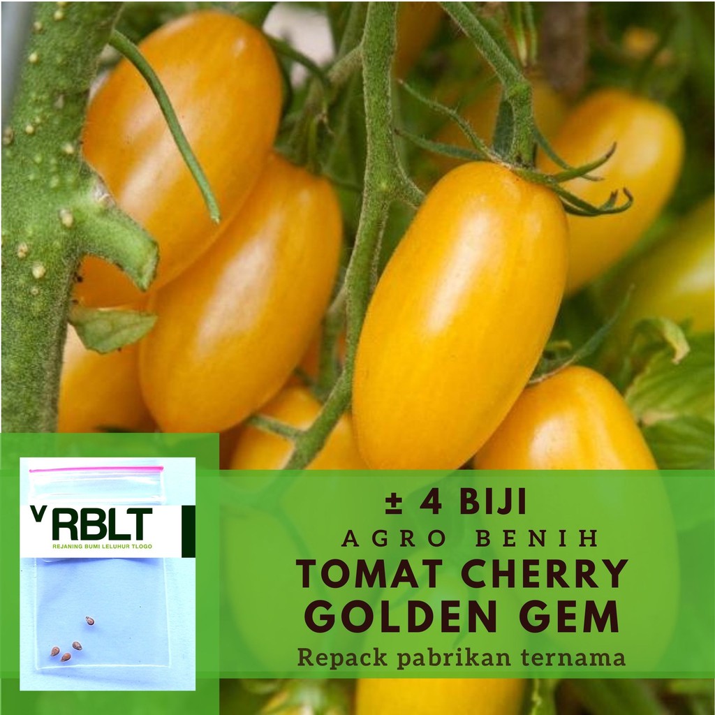 4 Bibit Tomat Ceri Kuning Golden Sweet F1 Benih Sayuran Tomat Cherry Manis Chery Bulat Buah Cerry