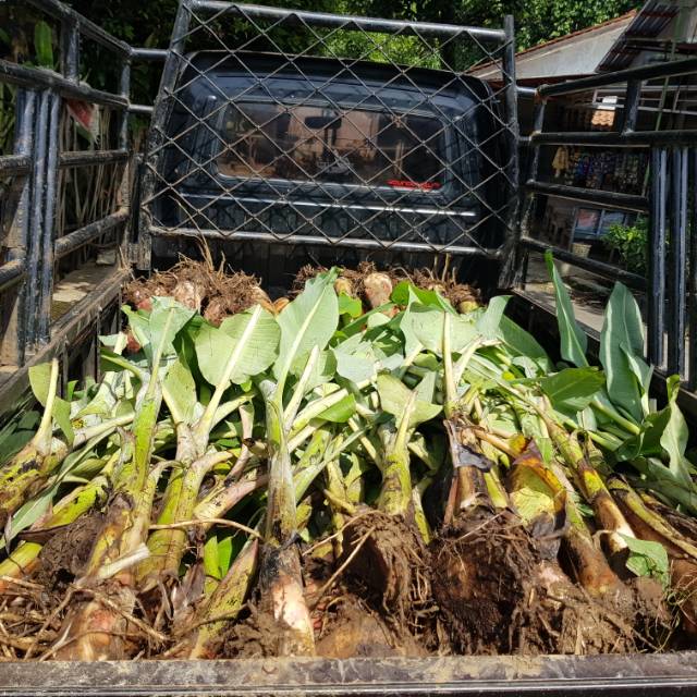 bibit pisang emas, kepok, susu, ambon buah, raja ijo/raja bulu