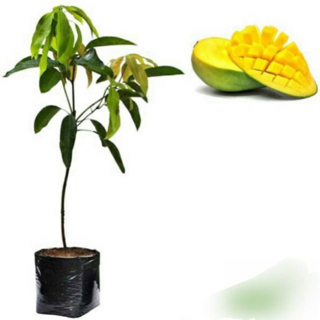 BIBIT BUAH MANGGA MADU ARUMANIS JUMBO