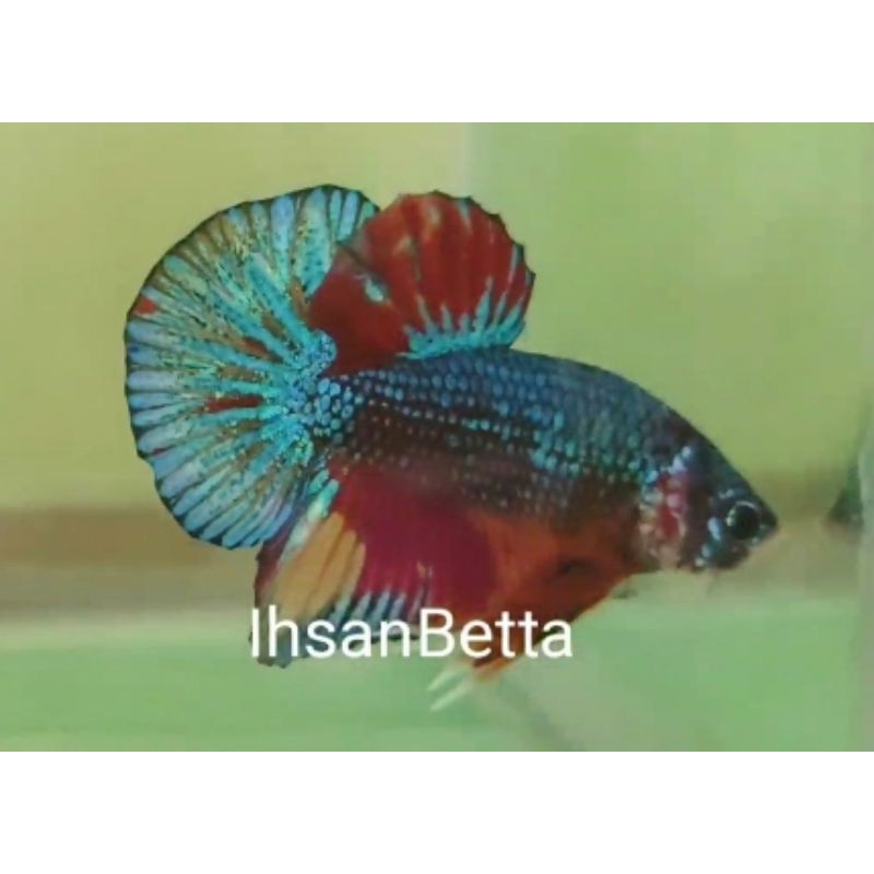 Nemo HMPK Indukan istimewa