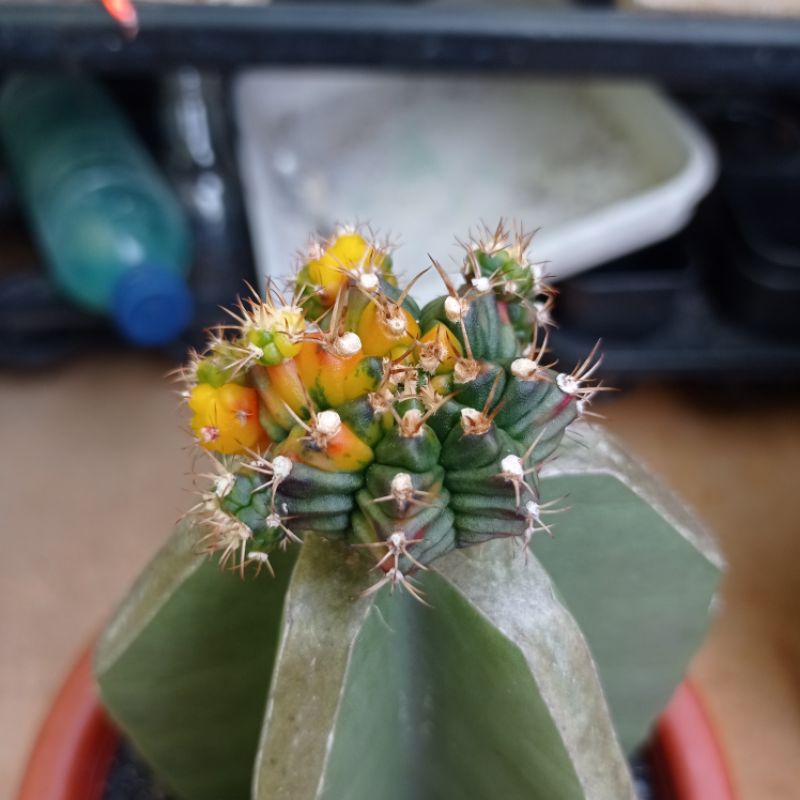 Kaktus Gymno Variegata Indukan Grafting Koboi Besar Berakar