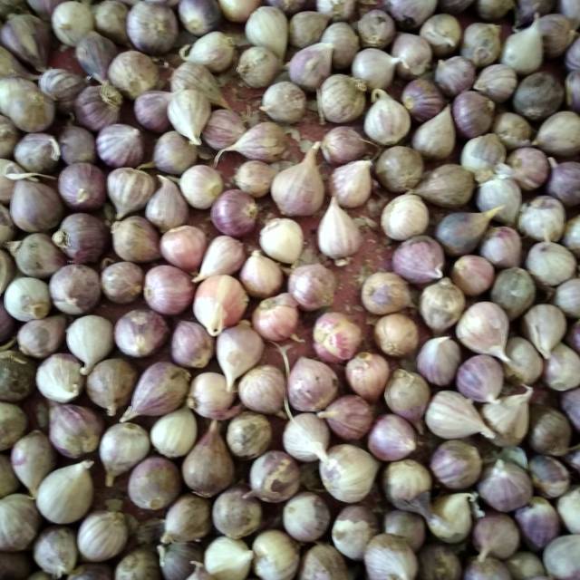 Bawang Putih Tunggal Lanang Import Super 250gram Shopee Indonesia