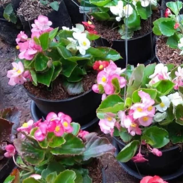 Pohon Begonia Bunga Pink - Tanaman Gantung Begonia pink