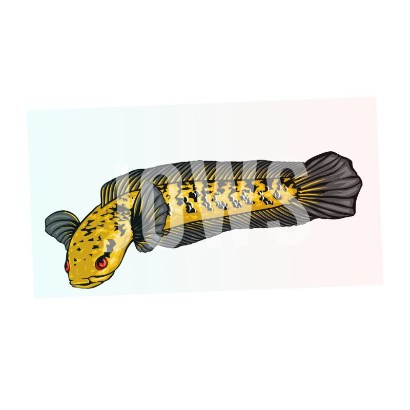 STICKER CHANNA MARU YELLOW MURAH