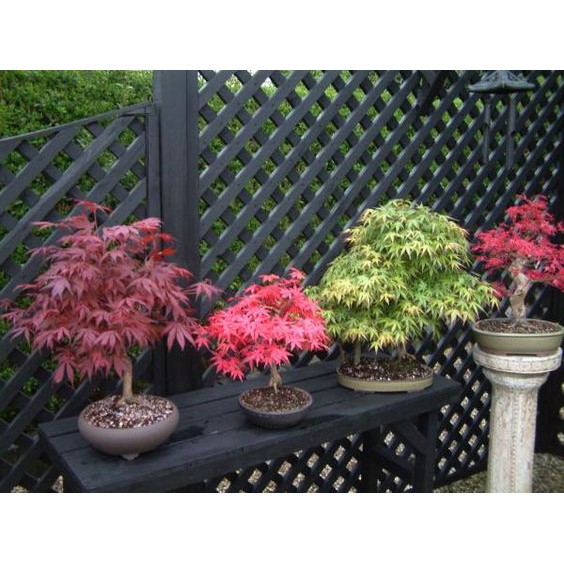 Featured image of post Red Dragon Japanese Maple Bonsai