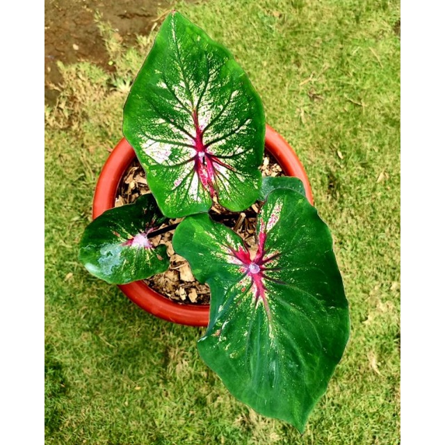 Keladi Hias Hanoman Obong Anakan Murah