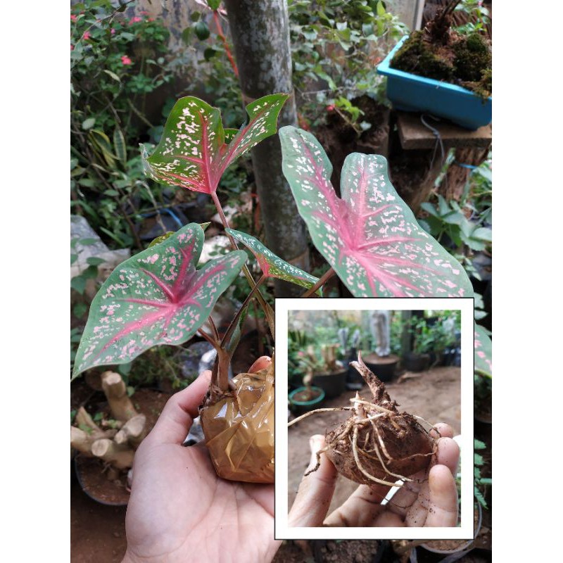 PAKET UMBI KELADI RED STAR 5 KG / UMBI KELADI HIAS