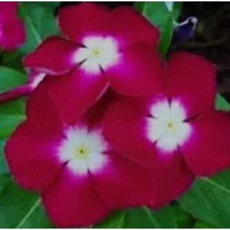 TANAMAN HIAS HIDUP VINCA WARNA RANDOM