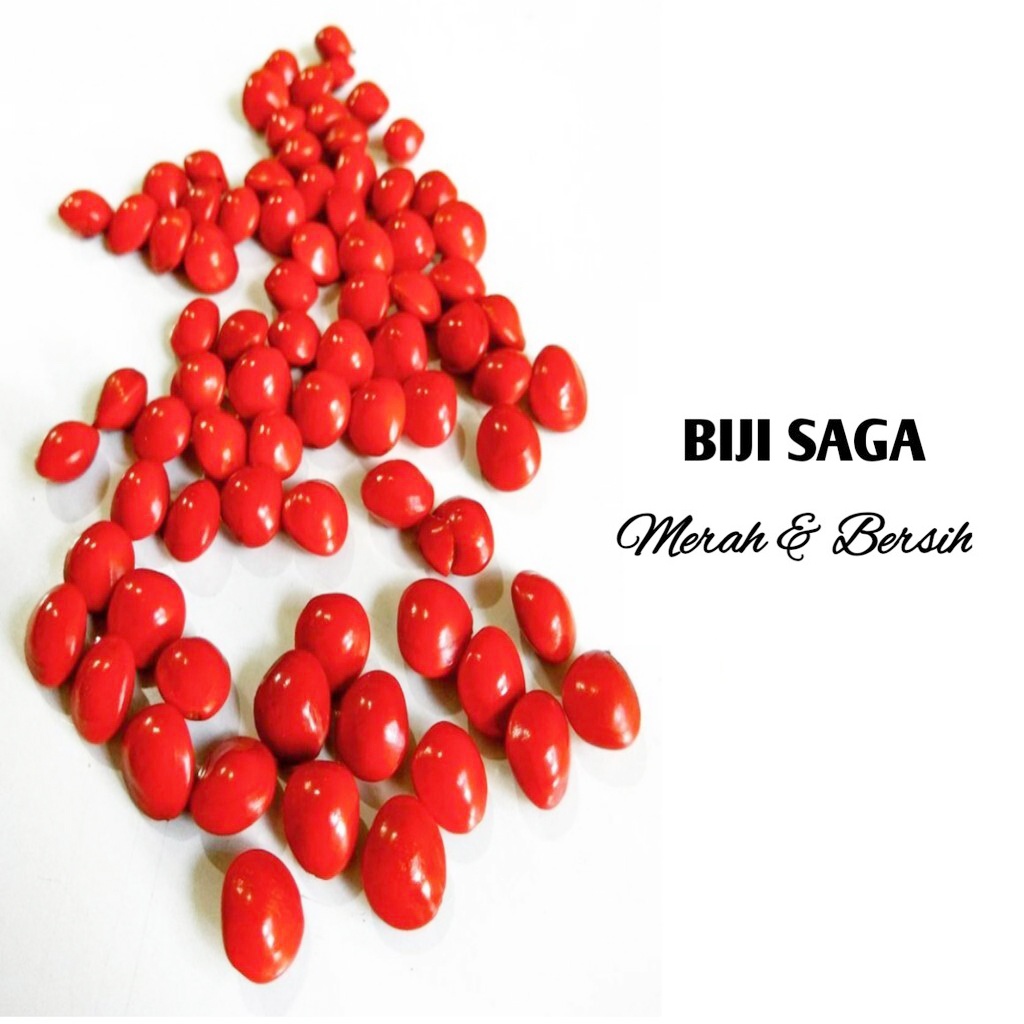 Biji Saga Per 15 Biji Bibit Pohon Saga / Bibit Tanaman Daun Saga Mix Saga Herbal Batuk Demam Sariawa