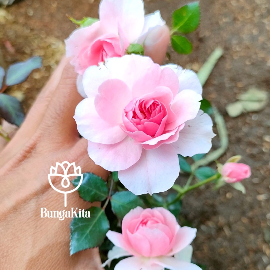 Tanaman Hias Bunga MAWAR IMPORT BABY ROSARIO