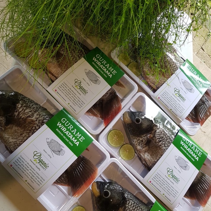 

GURAME ORGANIK SEGAR DAN TIDAK BERBAU LUMPUR - 500gr