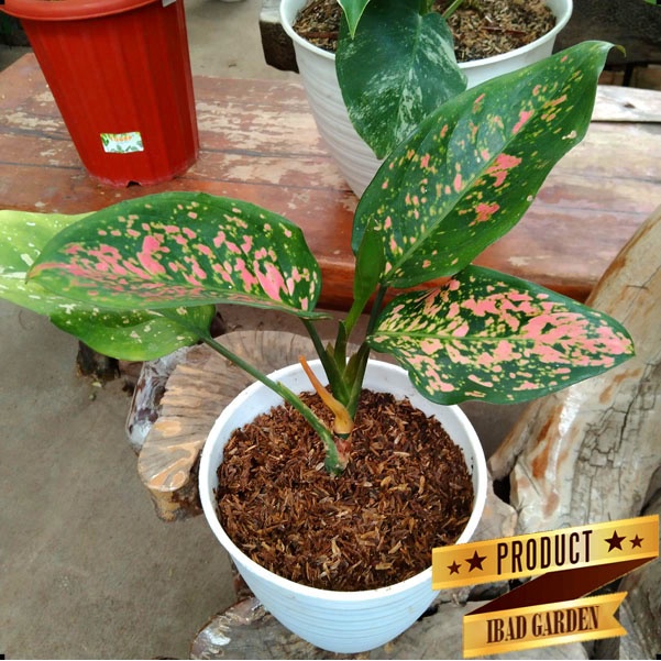 Tanaman hias aglonema ruby garuda merah batik