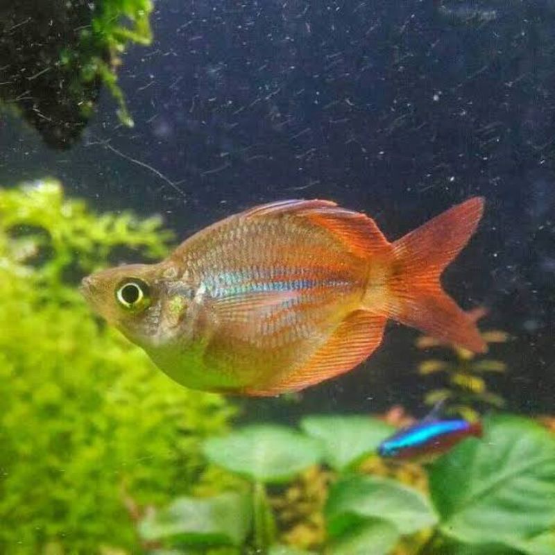 Rainbow Boesemani red balon