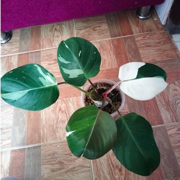 TANAMAN HIAS PHILODENDRON WHITE KNIGHT VARIEGATA TANAMAN PHILO WHITE KNIGHT MABLE VARIGATA