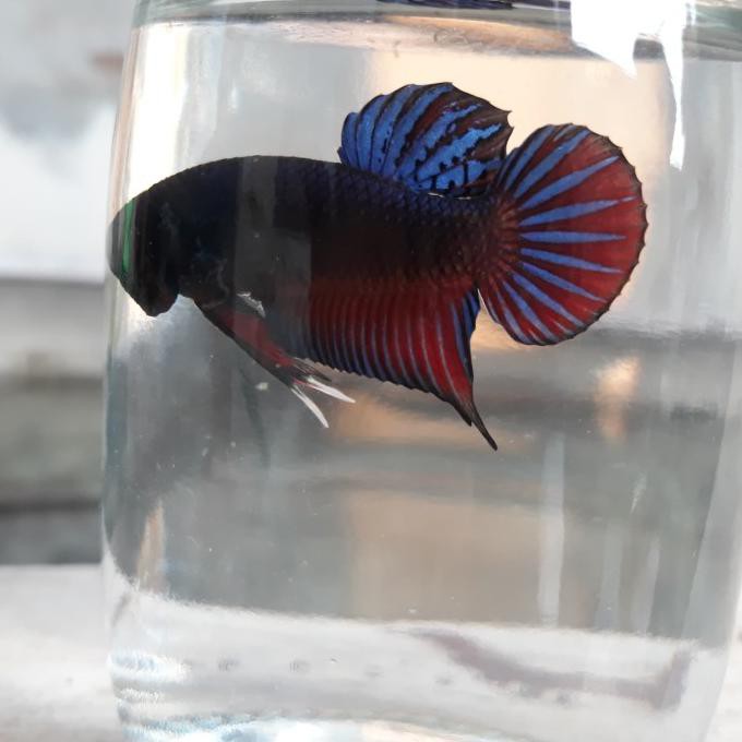 Ready Cupang Adu Series Medan Beli 1 Gratis 1 Cupang Indukan Betina