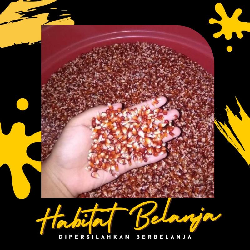 Satu Karung Jagung Manggis Jagung Ungu Pakan Burung Merpati Doro Dara