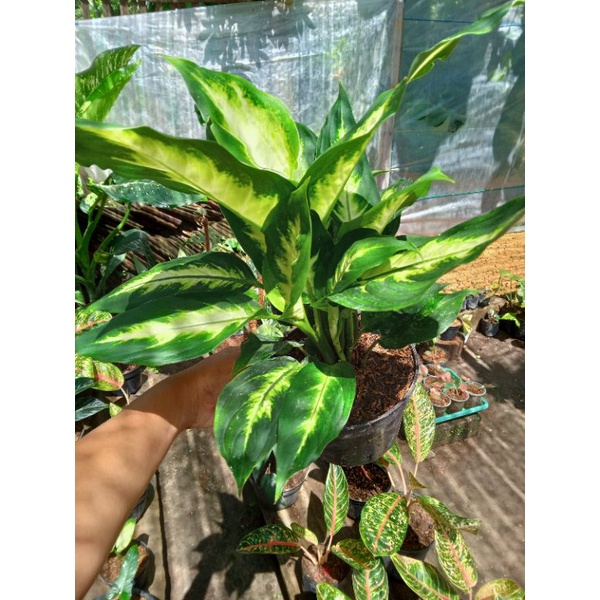 DIVEN TISU / DIVEN TISU TANAMAN HIAS