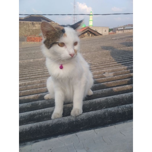 kalung kucing mutiara