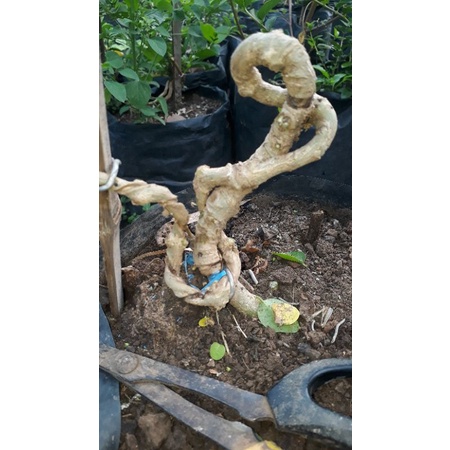 bahan bonsai sancang original, hasil program melintir meliuk meliuk, murah , siap naik pot, REALPIC