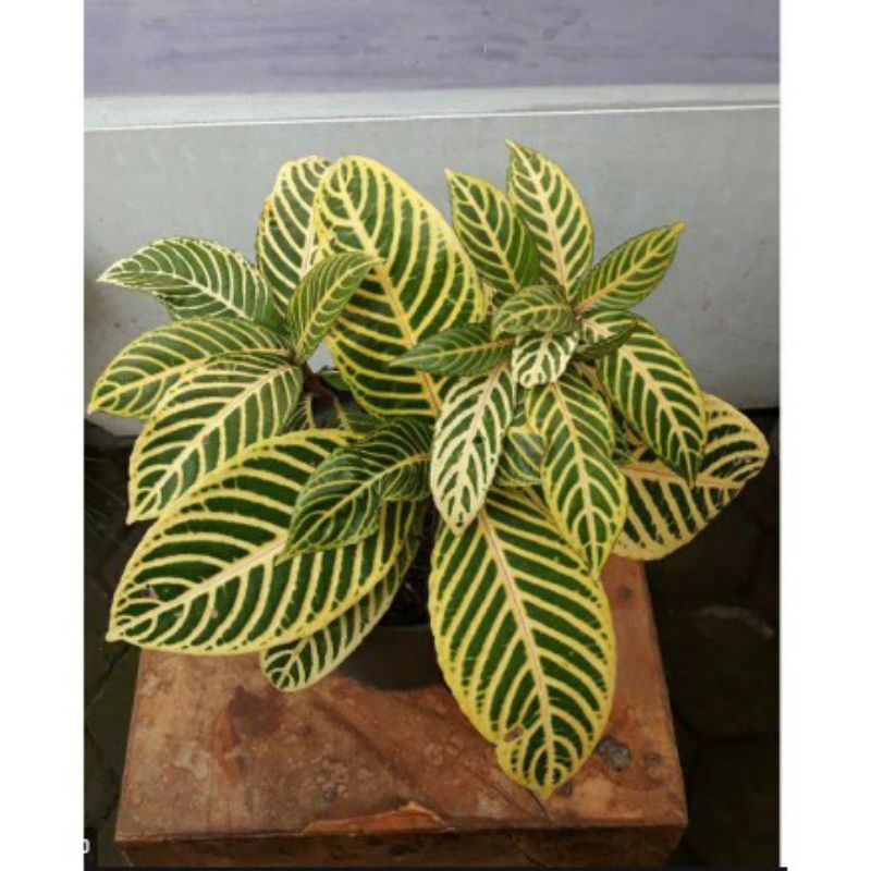 Tanaman hias Aphelandra kuning