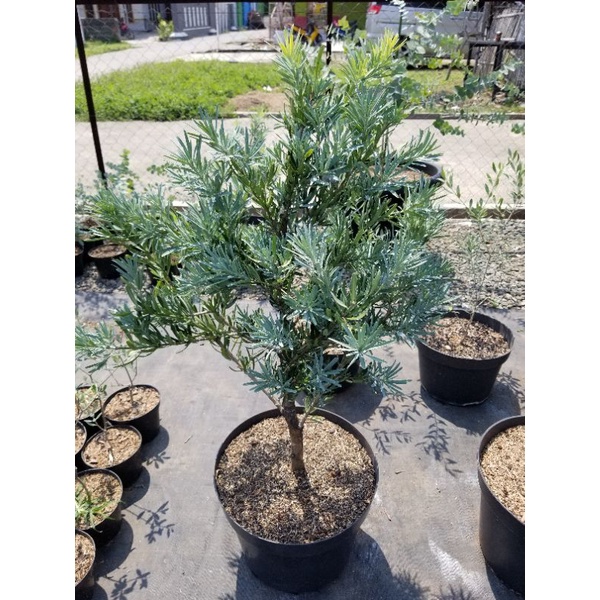 jual-lohansung-blue-ice-1-meter-shopee-indonesia