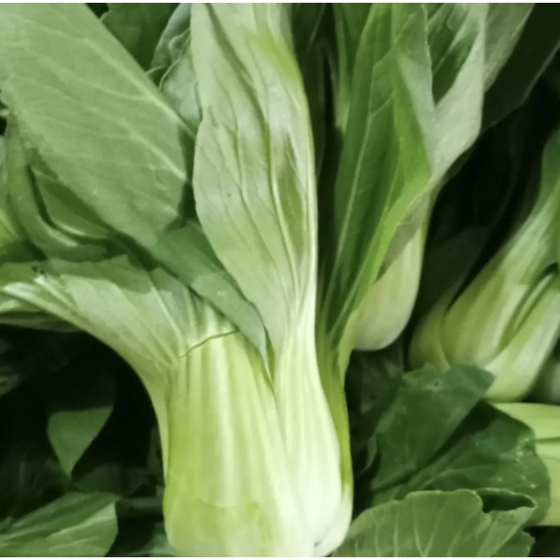 

pokcoy segar 1 kg