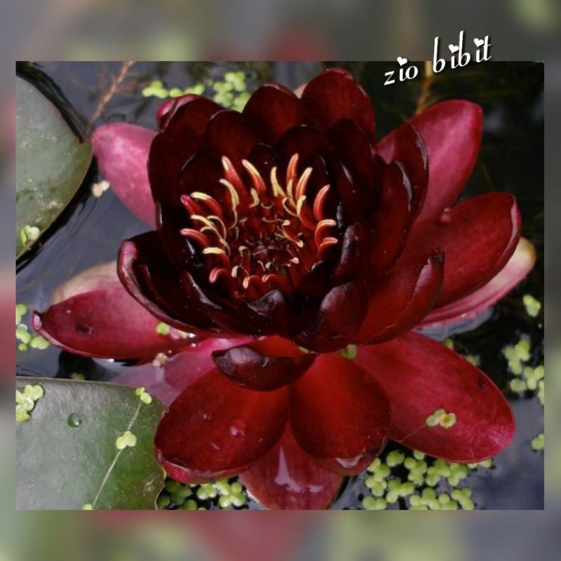 Benih biji teratai lotus hitam nelumbo nucifera